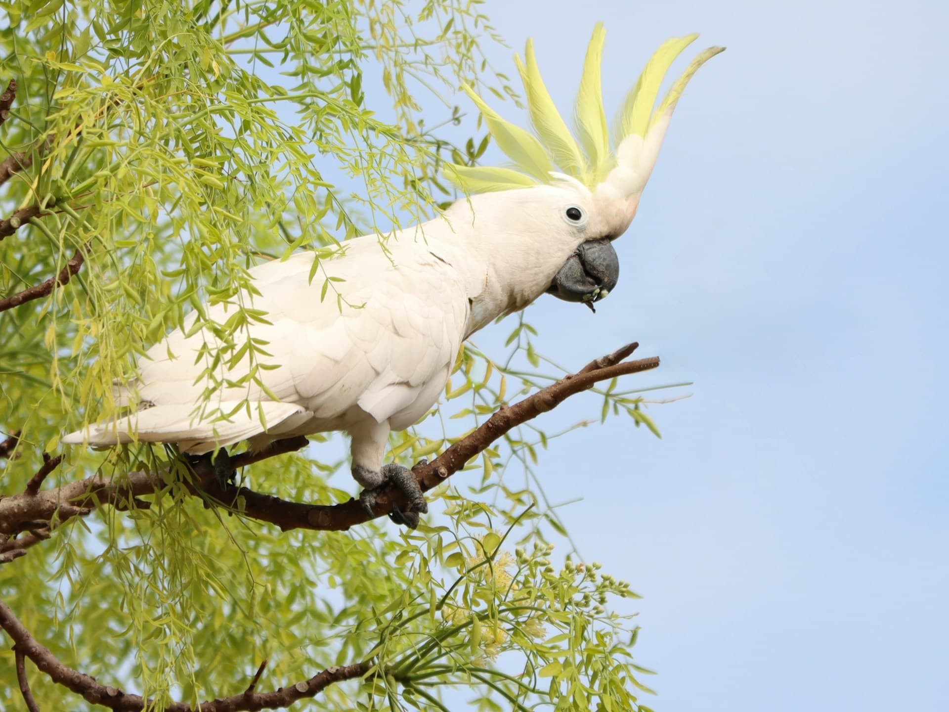 A sulphur-crested cockatoo perched on a branch